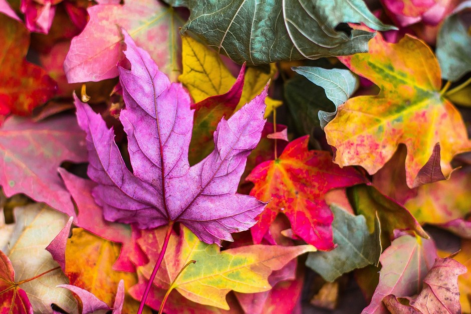 Wordze Fall 2024 Update: New Features & Improvements 🍂